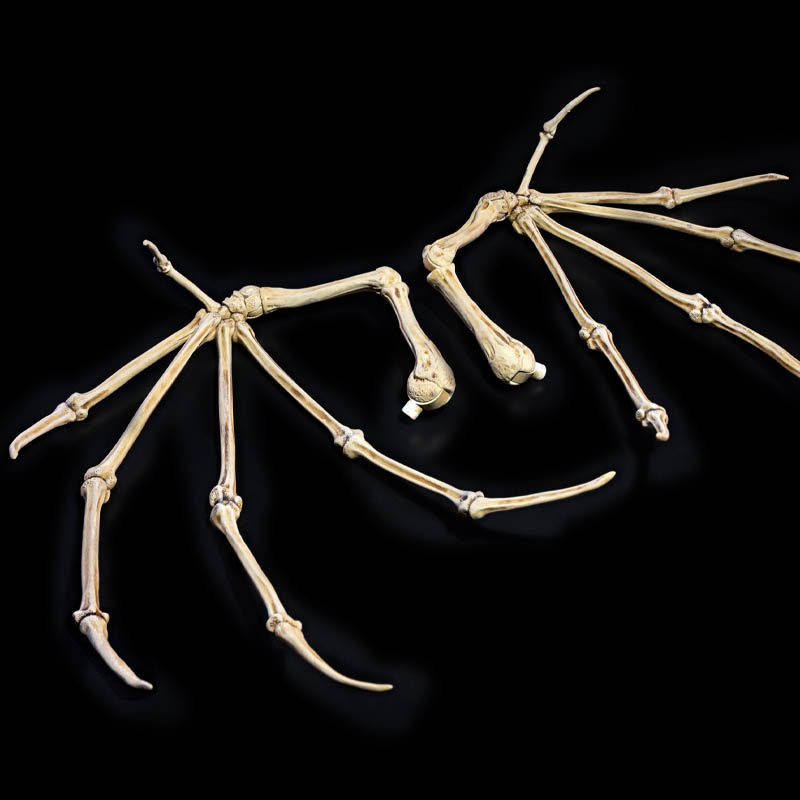 bone-wings